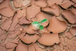 dry-scaled