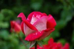 flower-scaled