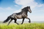 horse-cover_compressed